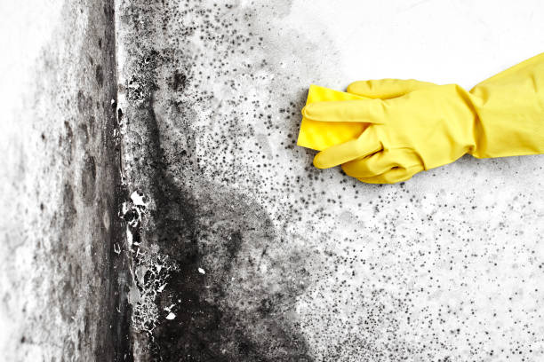 Best Dehumidification Services  in Graham, WA