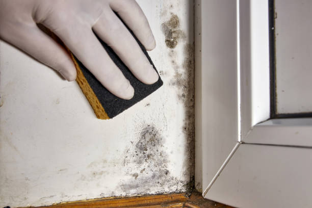 Best Asbestos and Lead Testing During Mold Inspection  in Graham, WA